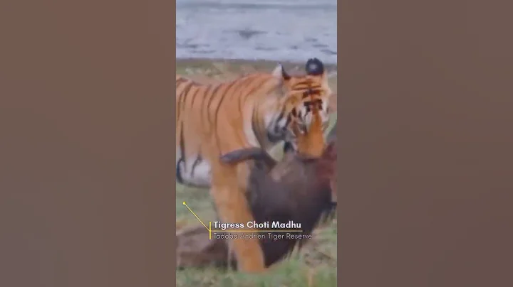 Tigress killed a wild boar at Tadoba Andheri Tiger Reserve🇮🇳 #shorts #tiger #bigcats
