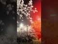 Japan’s Sakura at Night Looks Unreal 😍 #sakura #walking #night #shorts