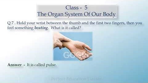 EVS Revision Worksheet "THE ORGAN SYSTEM OF OUR BODY" for Class 5 By- RACHANA Ma