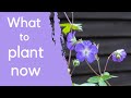 What to plant now  8 beautiful border plants  expert planting tips