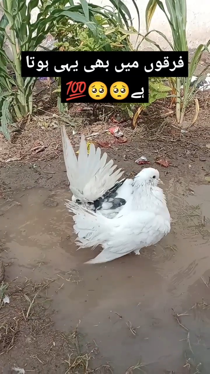 Ya Allah Please Forgive Us allah shorts kabutar allahuaakbar Ya Allah Please Forgive Us allah shorts kabutar allahuaakbar