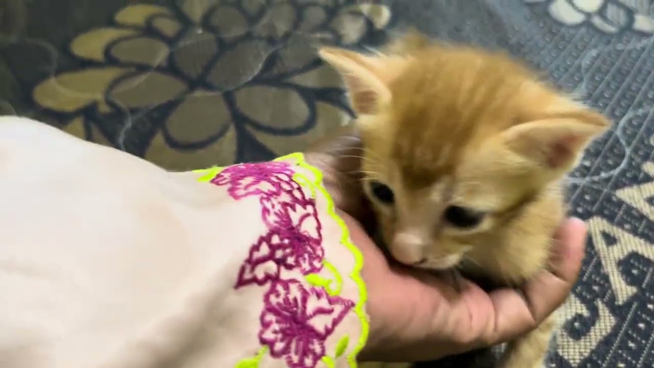 Kenapa main di kasur? 😸😻 #viral #cat #kitten #anakkucing 