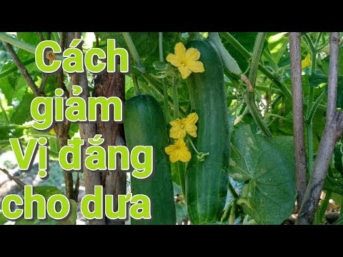 Video: Lý Do Xuất Hiện Vị đắng Trong Dưa Chuột Nhà Kính