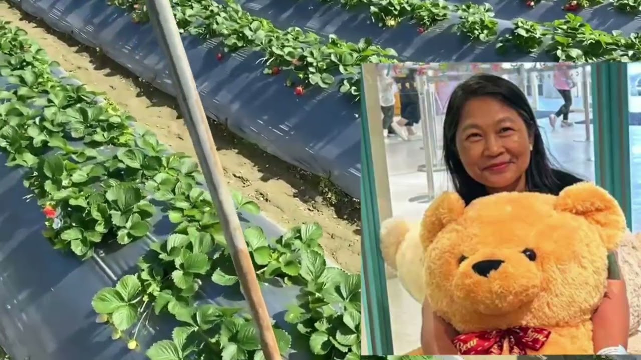 Собирайте и покупайте клубнику 🍓 