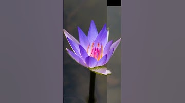 colour grading|flower photography|editing tutorial