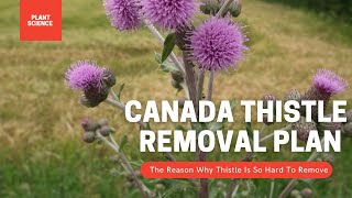 How To Permanently Remove Thistle Weeds. Canada Thistle Removal Plan | Gardening in Canada