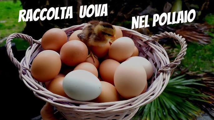 Oggi mettiamo uova finte nel pollaio 