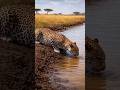 Wait Till End 😱 Leopard vs Crocodile