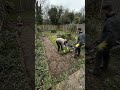 Backyard Restoration #restoration #backyard #viral #shorts #usa #fyp #reach #follow #house #workers
