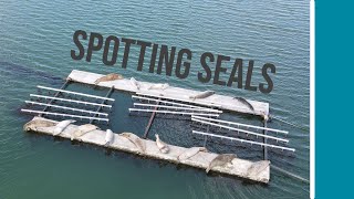 Watching seals in Zeeland, the Netherlands | DJI Mavic air 2
