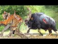 Tiger is in danger giant indian gaur tortures tiger to the point of disability to escape