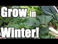 8 Keys to Growing in Winter in an Unheated Greenhouse (Hoop House)