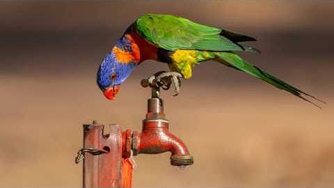 Kakadu And The Top End: Extended Version with Commentary