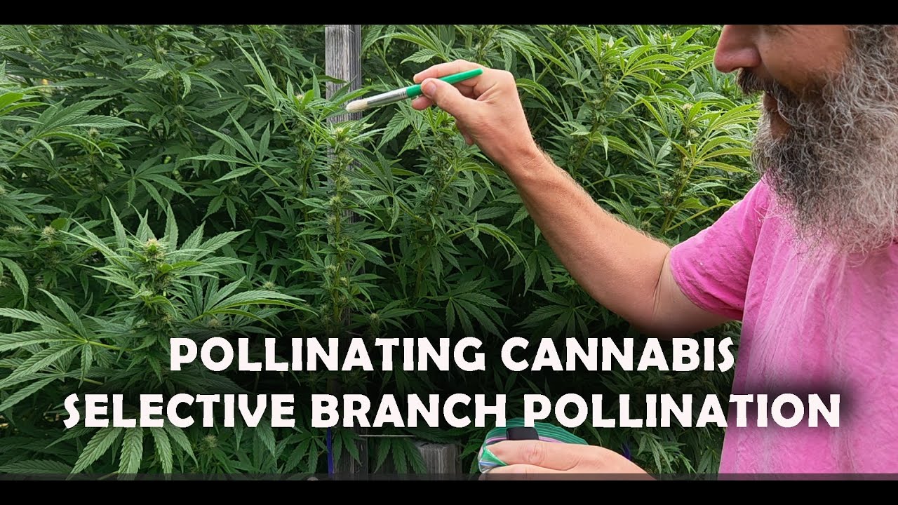 SELECTIVE BRANCH CANNABIS POLLINATION USING A PAINT BRUSH