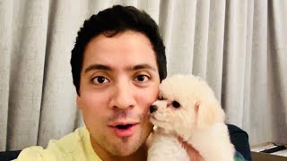 Frankie Tech 2-MONTH OLD Toy Poodle First Look and Review BEST “UNIT” EVER?! ❤️😍🐶