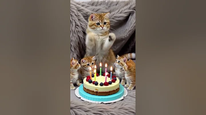 Watch the video about Happy Birthday Exotic Shorthair Squad’s Party