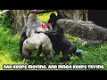 Ringo almost jumps onto Dad's back, and D'jeeco quickly tries to shake him off! 😂🦍林戈差點跳上爸爸的背，迪亞哥拼命甩開