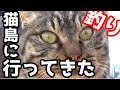 人よりネコが多い!?猫島（藍島）に釣りに行ってきた！＃１