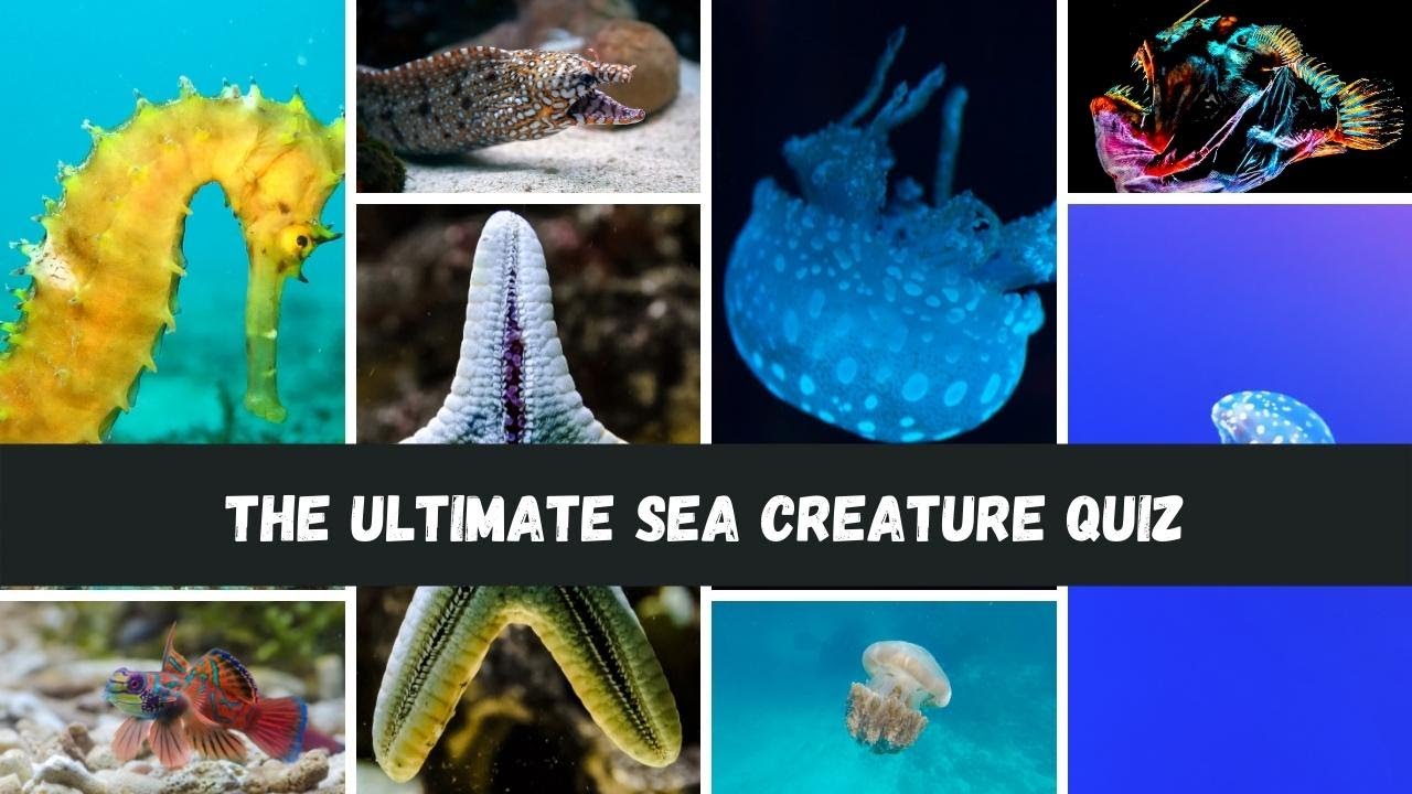 The Ultimate Sea Creature Quiz | Marine Life Trivia - YouTube