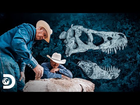 Vídeo: Como os paleontólogos escavam fósseis?