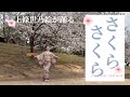 【日本舞踊】〜さくら さくら〜 上條世乃絵