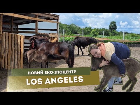 На Павлоградщині створили Іпо-Екоцентр Los Angeles 🐎🐎