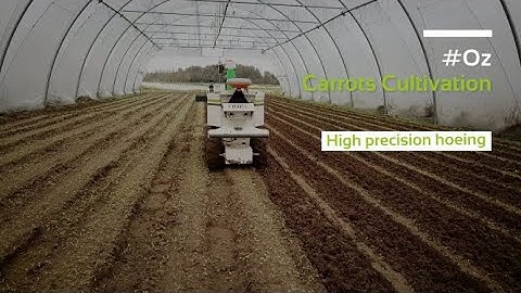 #Oz - 2020 - Carrots hight precision hoeing