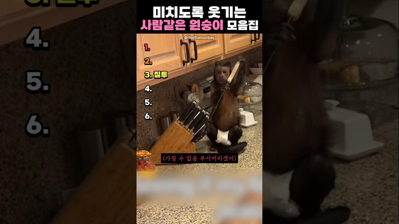 미치도록 웃기는 사람같은 원숭이 모음집