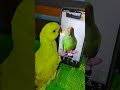 parrot #parrot # my home new member #colombo #garden #garden #shortvideo
