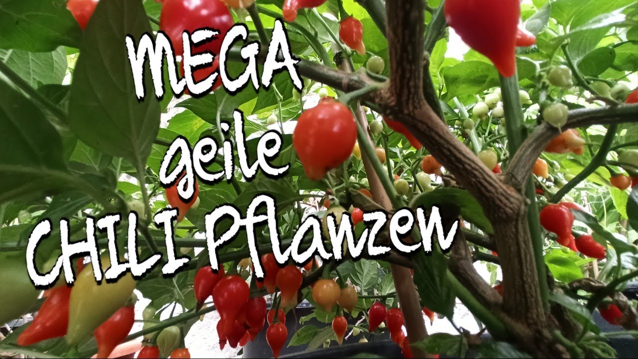 Chilis Mitte Oktober: Jetzt ernten oder noch warten?