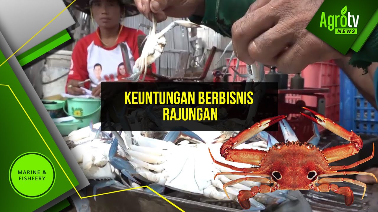 KEUNTUNGAN BERBISNIS RAJUNGAN 