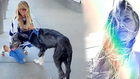Heidi Klum Arrives At LAX With Her ENORMOUS Pup Af...