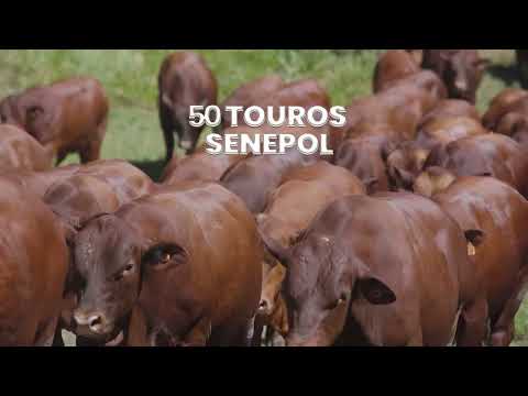 🧬 Nossa genética consagrada pode fazer parte do seu projeto. Não perca!