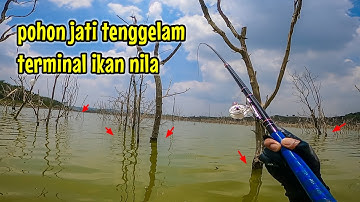 ASLI 1000%‼️ SPOT MANCING INI TERMINALNYA IKAN NILA || Mancing ikan nila di wadung Gongseng