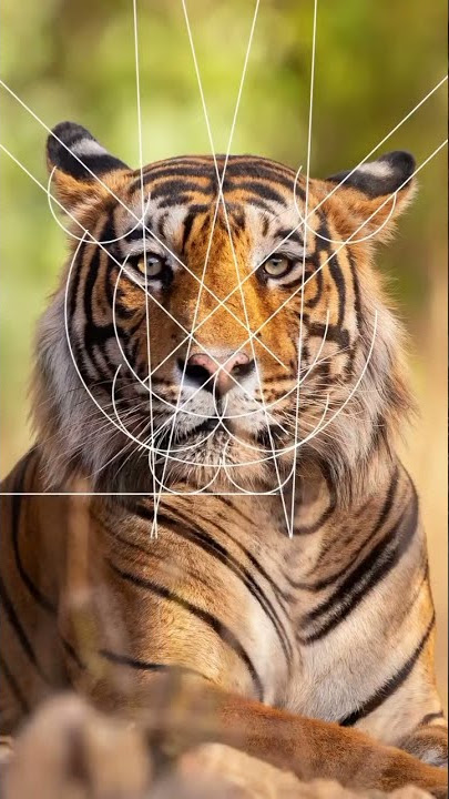 Lovely animals Logo and grid system design. Which is your favorite guys? Part 07  #shorts