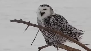 Mississippi River Flyway Cam. Snowy Owl has something to say - explore.org 02-06-2022