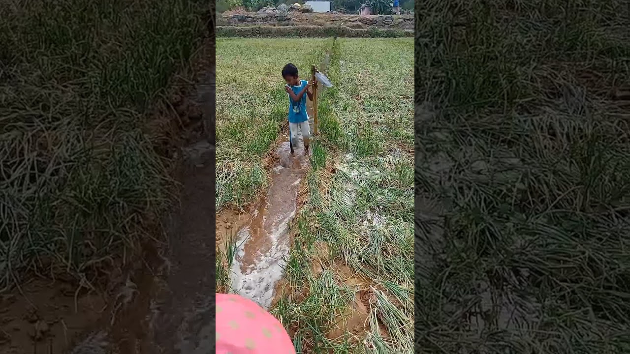 இளம் விவசாயி / வெங்காயம் தோட்டத்தில் தண்ணீர் பாய்ச்சுதல் /Onion