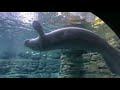Home Safari - Manatee - Cincinnati Zoo