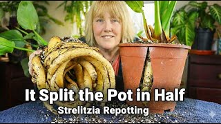 It Split the Pot in Two || Strelitzia Repotting