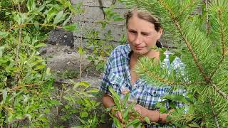 ГДЕ МОЕТСЯ И БЕРЁТ ВОДУ БРОДЯГА ЕКАТЕРИНА / ДЕЛАЮ ДОБРЫЕ ДЕЛА