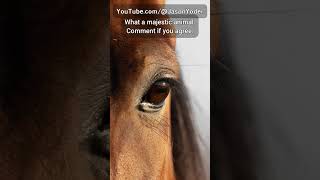 Quiet Moment: Horse Eye in Soft Light screenshot 1