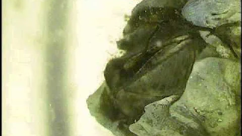 Discover "The Secret Life of Barnacles". Micro-Pho...