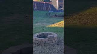 Chicken Chase Part 2