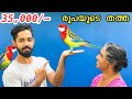 35,000/- രൂപയുടെ തത്തയെ മേടിച്ചു | Bought Two New Expensive Exotic Birds | Rosella Bird Mayalayam