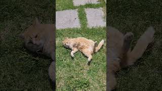 Кот Семен загорает на солнышке / Cat sunbathing in the sun