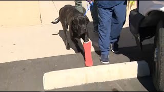 Dog On The Mend After High Speed Rv Chase