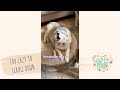 Funniest Dog Videos 🐶 | Tiktok compilation