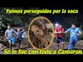 Vean como la vaca le saca carrera a la Plaga y se le aventó con todo a Camarón.