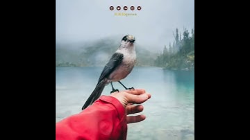 محمد كمال هاشم🌸تلاوة هادئة ♡ ارح قلبك ❤️️ حالات واتس اب { ستوريات قرآن } حالات قرانية للواتس اب
