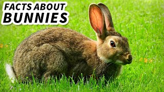 Bunny Facts: FUN FACTS about RABBITS  Animal Fact Files